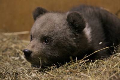 Тверские специалисты будут выхаживать медвежат из Костромской области