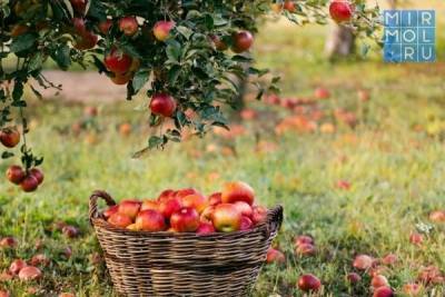 На юге Дагестана закладывается один из самых больших суперинтенсивных яблоневых садов