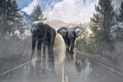 Слонихи-драчуны из казанского зоопарка переехали в сафари-парк в Крыму