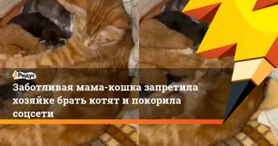 Заботливая мама-кошка запретила хозяйке брать котят и покорила соцсети
