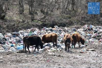 Россельхознадзор Дагестана обнаружил крупную несанкционированную свалку отходов
