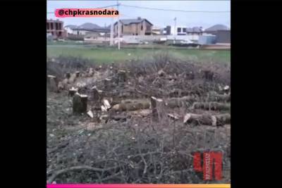 В краснодарской мэрии отреагировали на сообщения о вырубке леса в посёлке Знаменском