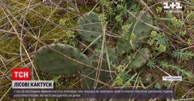 В Херсонской области посреди леса обнаружили кактусы: как они там оказались и чем это грозит
