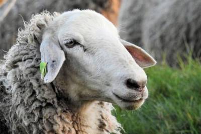 Видео: Прокладка трубопровода губительна для овец