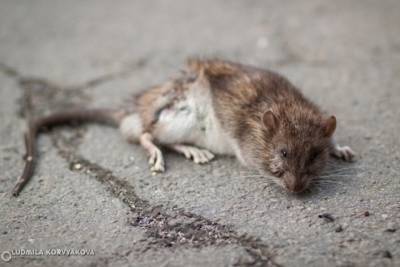 В Петрозаводске на этой неделе начнут травить крыс