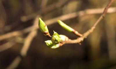 Видео: Александр Дрозденко поделился видами весеннего леса в Ленобласти
