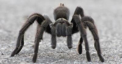 Тарантулы – пауки, которым уже 120 миллионов лет, – ученые - focus.ua