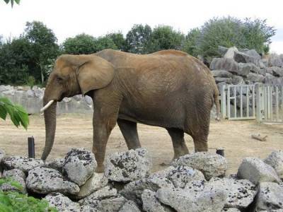 Олег Зубков - Владелец сафари парка «Тайган»​ заявил, что слонихи,​ устроившие драку в казанском цирке, психически больны - argumenti.ru - Красноярск