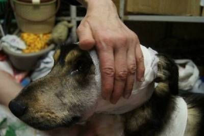 После огнестрела раненой в Гаджиево собаке требуется лечение раздробленных костей морды и плеча