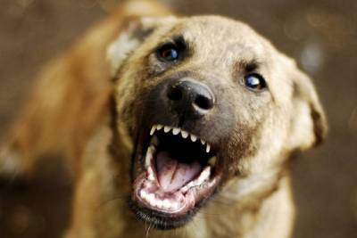 Прокуратура области утвердила обвинительное заключение по делу о ненадлежащем отлове и содержании собак