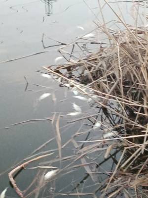 В Зауралье в озере Черное погибла рыба. Заявление прокуратуры