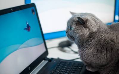 "Кот выключил компьютер и все исчезло": смешные отговорки работников во время карантина