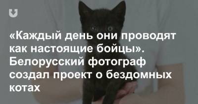 «Каждый день они проводят как настоящие бойцы». Белорусский фотограф создал проект о бездомных котах