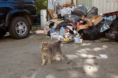 В Челябинске расследуют гибель 20 кошек в запертой квартире