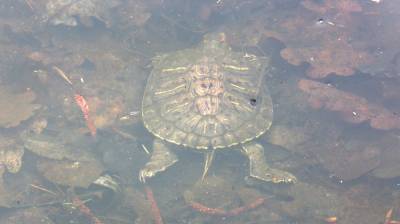 Экологи опровергли массовую гибель черепах на уникальном озере под Воронежем