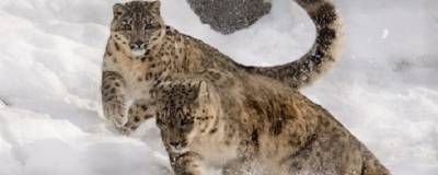 Экологи беспокоятся за нападающих на скот в Горном Алтае снежных барсов