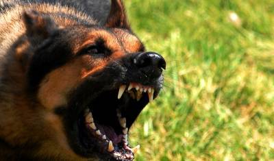 Ловить нельзя убить: кто ответит за гибель растерзанного собаками ребенка в Башкирии