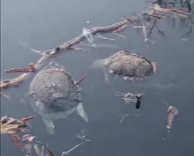 Что убило черепах в воронежском заповеднике? (видео)
