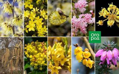 10 очаровательных кустарников, которые цветут ранней весной