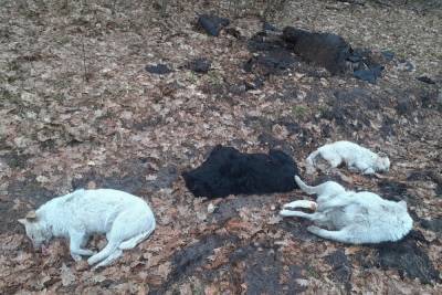 В лесу под Брянском нашли тела четырех собак