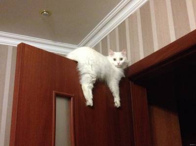 10 признаков, что ваш кот считает себя хозяином в доме: курьезные фото - 24tv.ua