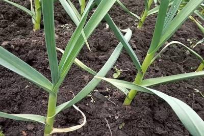 Эксперты рассказали как нужно сажать лук-порей, чтобы вырос богатый урожай