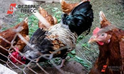 Тюменские экоактивисты посвятили свалку куриного помета директору птицефабрики