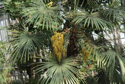 В Ботсаду ТГУ зацвела пальма, которая выдерживает холода до 15 градусов