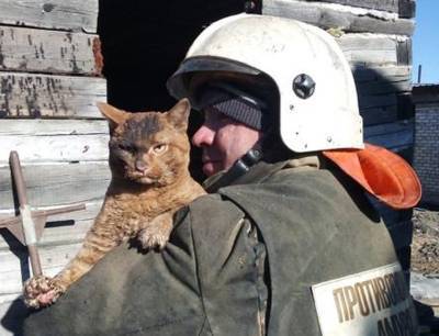 Спасенный из пожара "суровый" кот стал звездой интернета