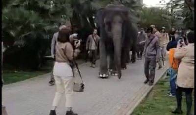 Вопрос дня – от зоозащитников: зачем в 21 веке водить слонов по улицам?