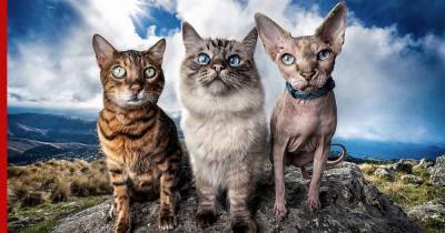 Названы породы кошек, которые живут дольше других