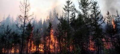 Первый лесной пожар вспыхнул в Карелии из-за весеннего пала травы