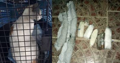 В Панаме задержали кота-курьера, который проносил наркотики в тюрьму