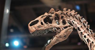 Ученые выяснили, сколько тираннозавров ходили по Земле