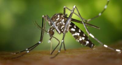 Почему вас комары кусают, а кого-то "обходят стороной" - ru.armeniasputnik.am
