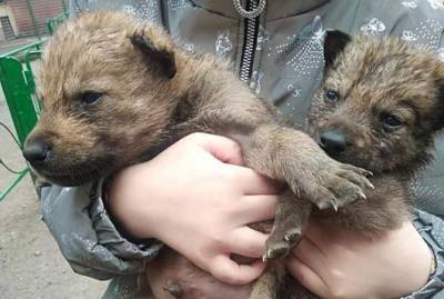 В одесском зоопарке волчица отказалась от новорожденных волчат, их выкармливают сотрудники