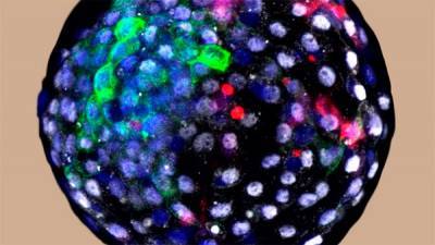 Хуан Карлос - Осторожно, химера. Ученые вырастили человеческие клетки в эмбрионе макаки - bin.ua