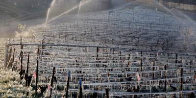 Пострадали 80% виноградников. Франция переживает худшие заморозки за 30 лет, которые убивают рынок вина — 15 фото