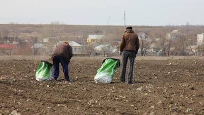Биолог объяснил россиянам, когда лучше всего сеять семена