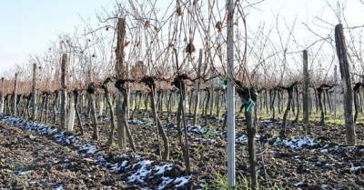 Заморозки в Европе ударили по урожаю: сможет ли Украина нарастить экспорт ягод в ЕС