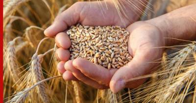 Экспорт российской пшеницы снова растет в цене