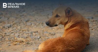Стаю бродячих собак обнаружили в Авиастроительном районе Казани