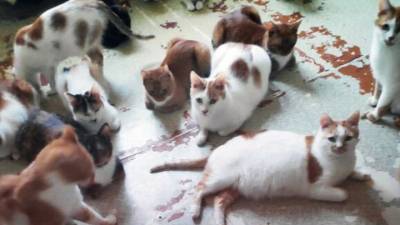 Москвичке в наследство от бабушки достались 70 кошек