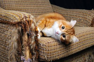 Как защитить диван от кошачьих когтей?