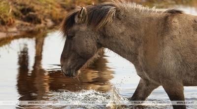 ФОТОФАКТ: Дикие лошади Налибокской пущи