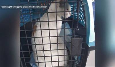Полиция Панамы задержала кошку-наркокурьера, которая носила наркотики в тюрьму (ФОТО)