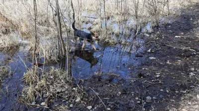В Сумах собака самостоятельно чистит реку от мусора