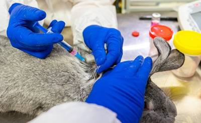 The Times (Великобритания): Россия обещает, что первая вакцина от коронавируса для животных поборется со штаммами-мутантами