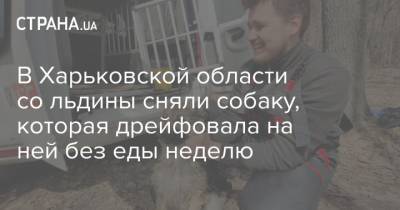 В Харьковской области со льдины сняли собаку, которая дрейфовала на ней без еды неделю