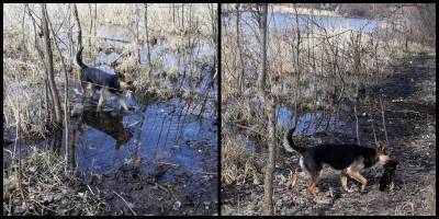 В Сумах собака собирает в реке мусор, который разбросали люди – фото - ТЕЛЕГРАФ